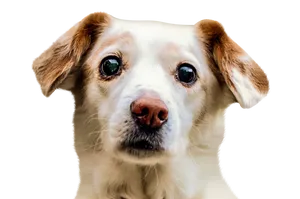 Attentive White Dog Portrait PNG Image