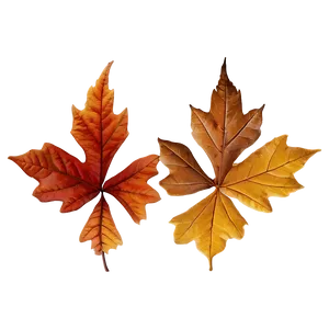 Auburn Autumn Leaves Png Rhr PNG Image