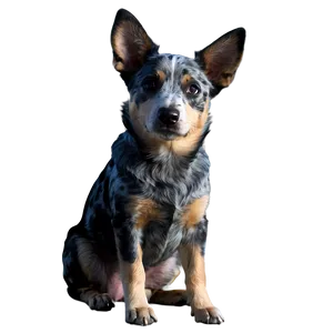 Australian Blue Heeler Png Dqi63 PNG Image