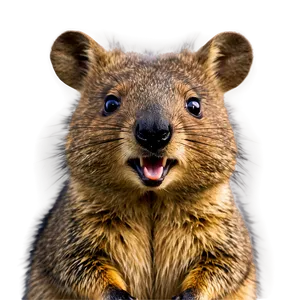 Australian Quokka Png Pej93 PNG Image