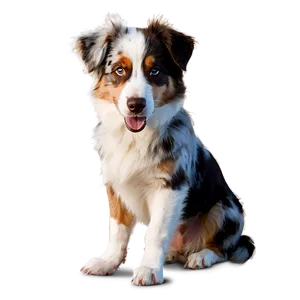 Australian Shepherd At Sunset Png The PNG Image