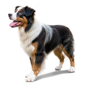 Australian Shepherd Dog Png Irw34 PNG Image