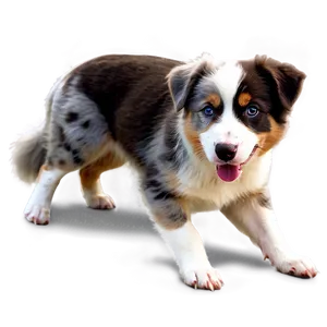 Australian Shepherd Eating Png Anm PNG Image