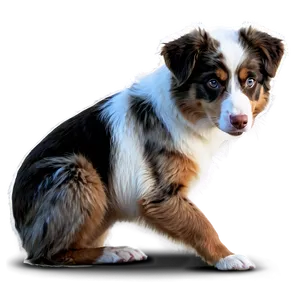 Australian Shepherd Eating Png Fmx61 PNG Image