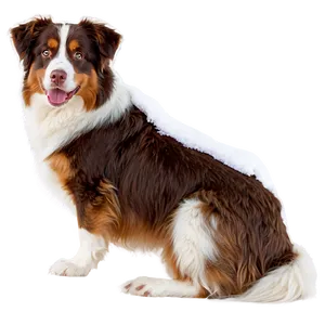 Australian Shepherd In Snow Png Xwf99 PNG Image