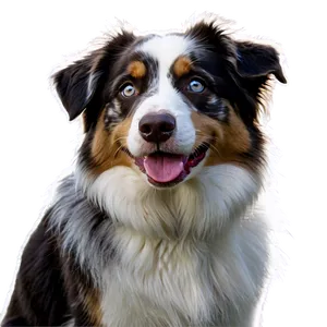 Australian Shepherd On Farm Png 22 PNG Image