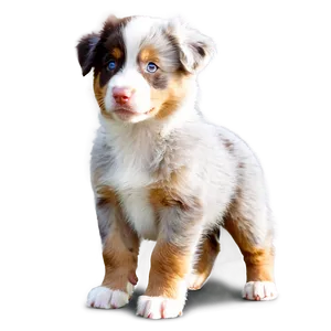 Australian Shepherd Puppy Png 7 PNG Image