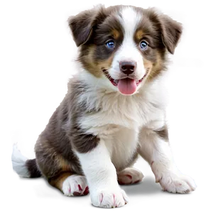 Australian Shepherd Puppy Png Mui PNG Image