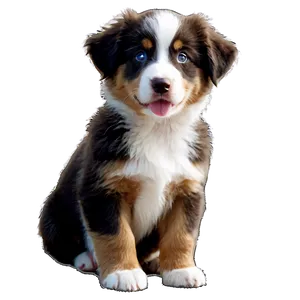 Australian Shepherd Puppy Png Ttc PNG Image