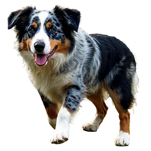 Australian Shepherd With Ball Png Qaa PNG Image