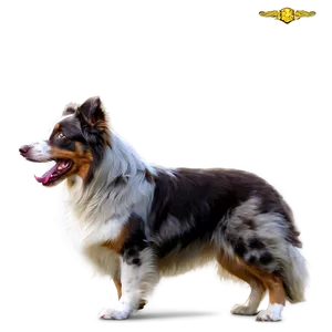 Australian Shepherd With Frisbee Png 06202024 PNG Image