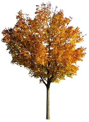 Autumn Blaze Tree Against Black Background PNG Image