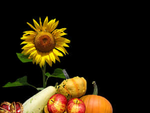 Autumn Harvest Sunflowerand Gourds PNG image with transparent background
