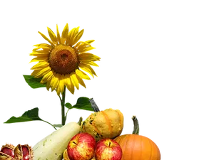 Autumn Harvest Sunflowerand Gourds PNG Image