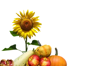 Autumn Harvest Sunflowerand Gourds PNG Image