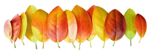 Autumn Leaf Color Gradient.png PNG Image