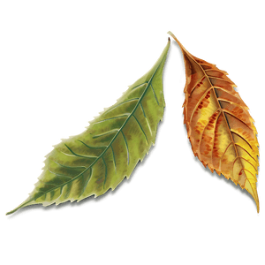 Autumn Leaf PNG opi PNG image with transparent background