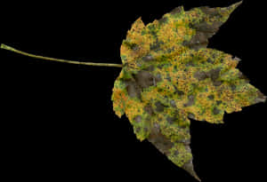 Autumn Leaf Texture PNG image with transparent background