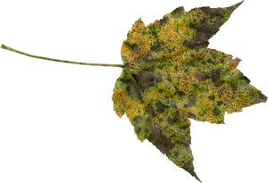 Autumn Leaf Texture PNG Image