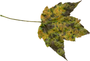 Autumn Leaf Transition.jpg PNG Image