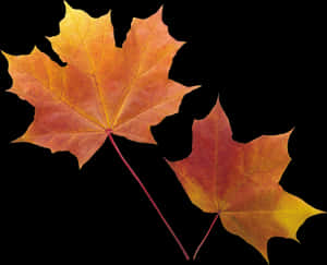 Autumn Png Leaf - Transparent Background Fall Leaves Png, Png Download PNG image with transparent background