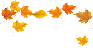 Autumn_ Leaves_ Against_ Black_ Background.jpg PNG Image