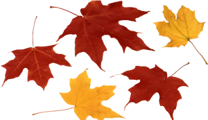 Autumn_ Leaves_ Against_ Black_ Background.jpg PNG Image