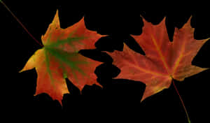 Leaves Vector, Autumn Leaves, Yellow Leaves, Clip Art, - Autumn Tree Leaves Vector, HD Png Download PNG image with transparent background