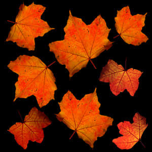 Autumn_ Leaves_ Against_ Dark_ Background PNG with transparent background
