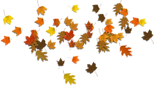 Autumn_ Leaves_ Against_ Dark_ Background.jpg PNG Image