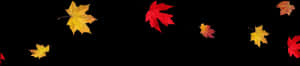 Autumn_ Leaves_ Black_ Background PNG image with transparent background