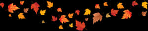 Autumn_ Leaves_ Black_ Background PNG image with transparent background