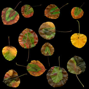 Autumn Leaves Collage PNG image with transparent background