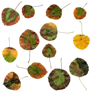 Autumn Leaves Collage PNG Image