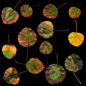 Autumn Leaves Collage PNG image with transparent background