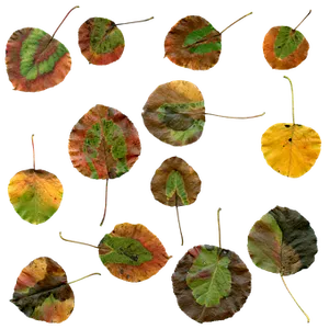 Autumn Leaves Collage PNG Image