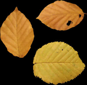 Autumn Png Leaf - Yellow Fall Leaf Png, Transparent Png PNG image with transparent background