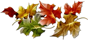 Autumn_ Leaves_ Collection.jpg PNG Image