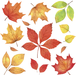 Autumn_ Leaves_ Collection.png PNG Image