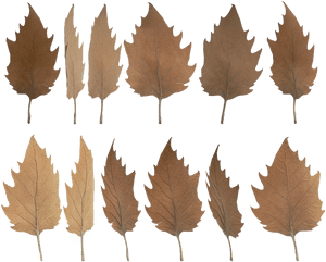 Daun Kering Png, Transparent Png PNG image with transparent background