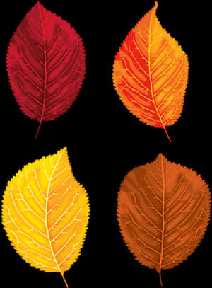 Autumn_ Leaves_ Collection_ Vector PNG image with transparent background