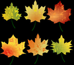 Autumn_ Leaves_ Collection_ Vector PNG image with transparent background