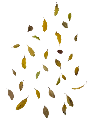 Autumn Leaves Falling Background PNG Image