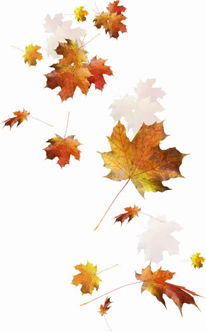 Autumn Leaves Falling Dark Background PNG Image