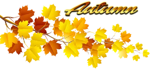 Autumn Leaves Graphic PNG Image