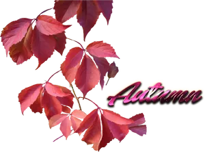 Autumn Leaves Graphic PNG Image