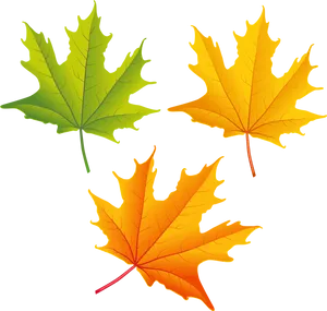 Autumn Leaves Illustration PNG Image