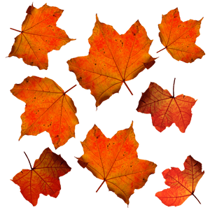 Autumn Leaves Pattern PNG with transparent background