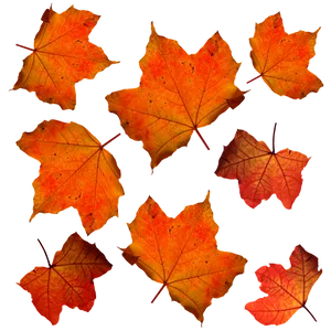 Autumn Leaves Pattern PNG Image