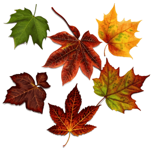 Autumn Leaves PNG 05042024 PNG image with transparent background